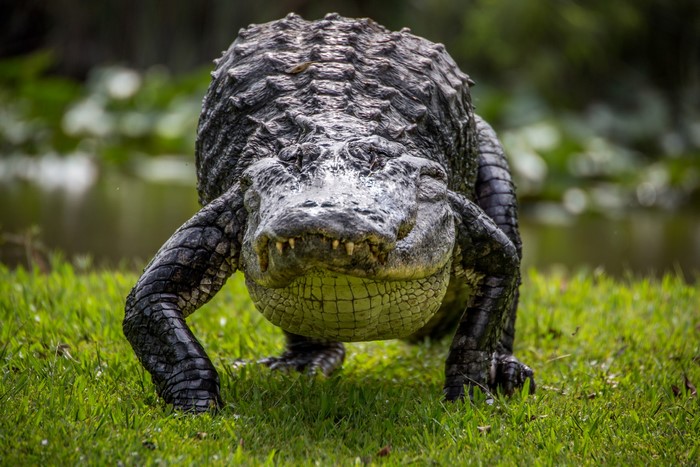 Alligator walking on grass near water