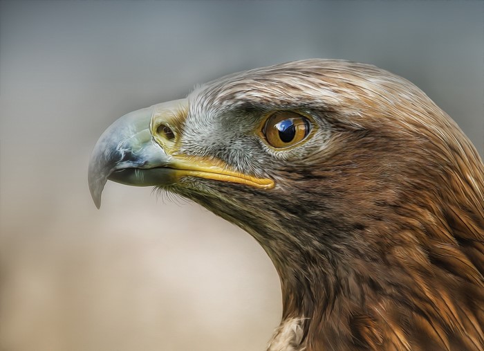 Golden Eagle head and eye closeup