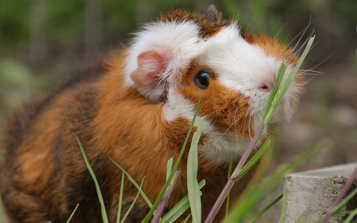 Guinea pig in grass