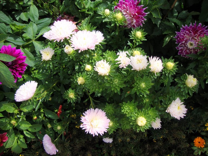 Pink and purple asters in a garden