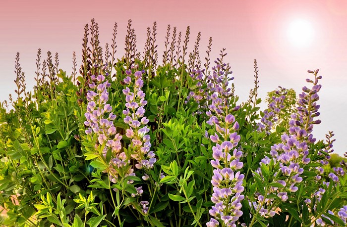 Purple lupine flowers in bloom with sun