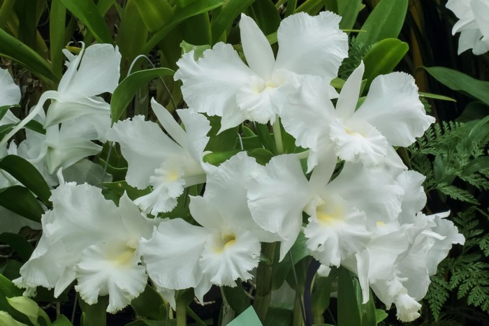 White orchids with ruffled petals