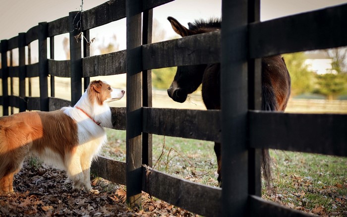 Dog and horse looking at each other over a fence