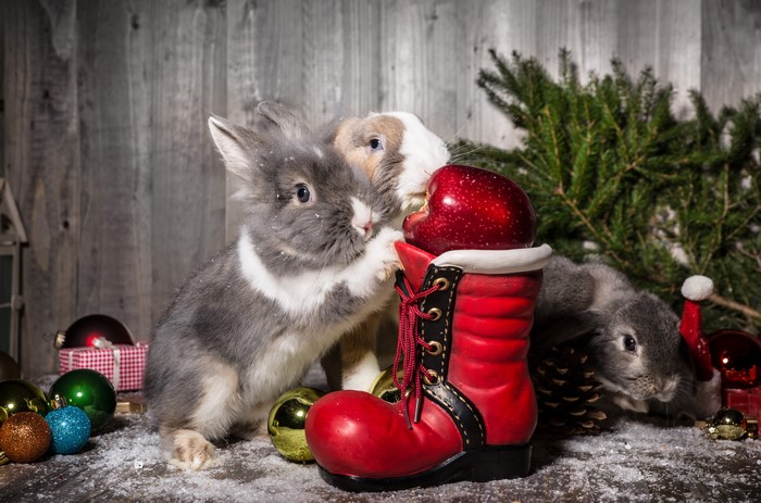 Christmas Rabbits with Apple in Santa Boot