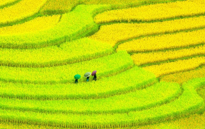 Terraced rice fields with farmers