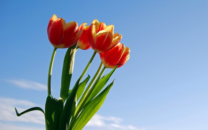 Red and yellow tulips against a blue sky
