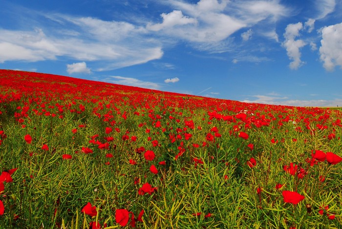 Field of red poppies under a blue sky