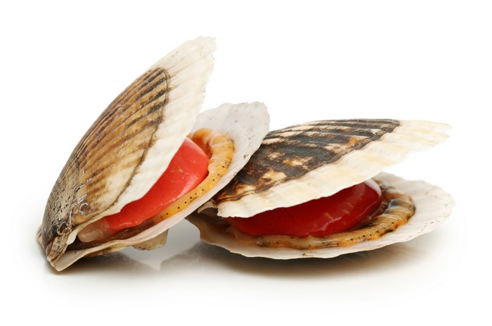 Two fresh scallops in shells