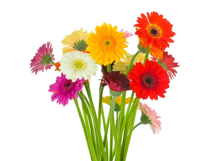 Bouquet of colorful Gerbera daisies on white background