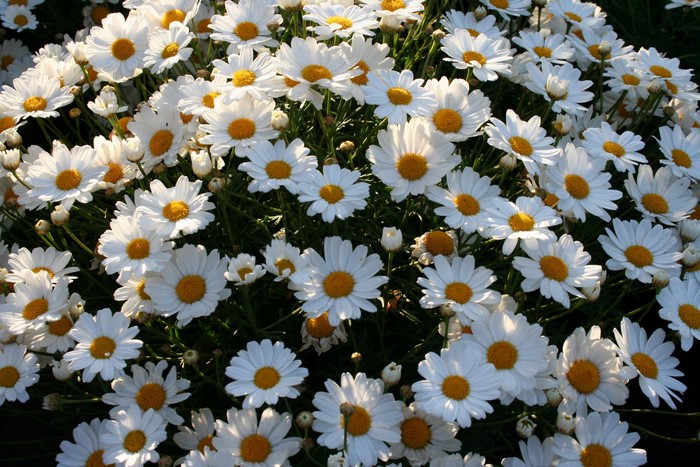 Many white daisies with yellow centers