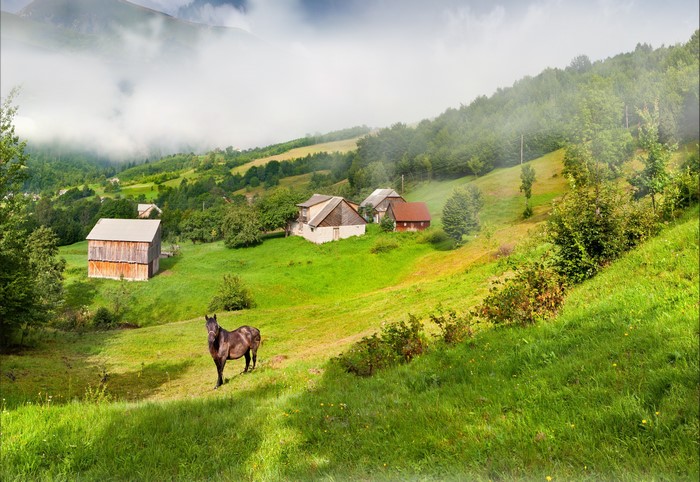 Horse in a green mountain village with fog