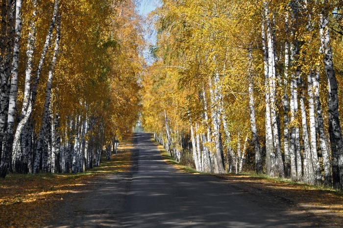 Autumn road lined with birch trees
