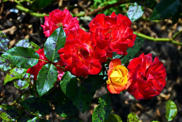 Red and yellow roses with green foliage