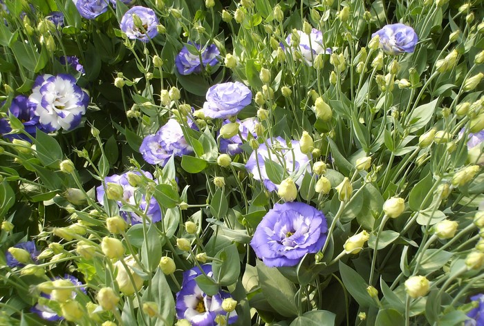 Purple and white Eustoma flowers and buds