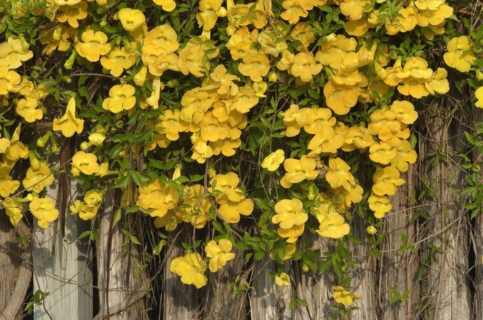 Yellow Trumpet Vine Flowers on Wooden Fence