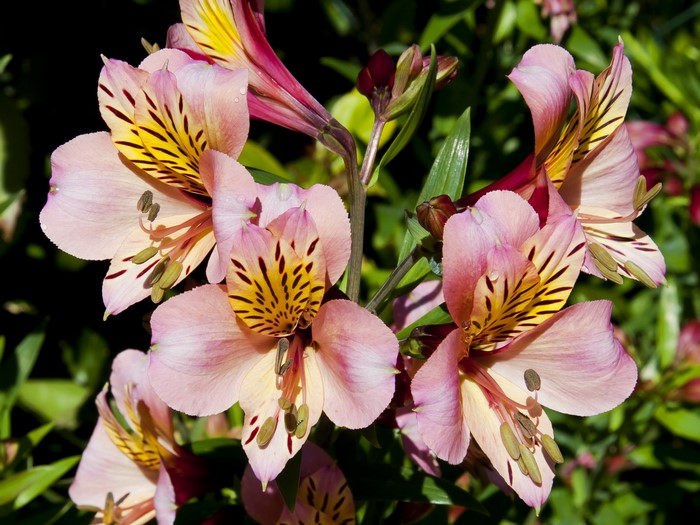 Pink and yellow Alstroemeria flowers with water droplets