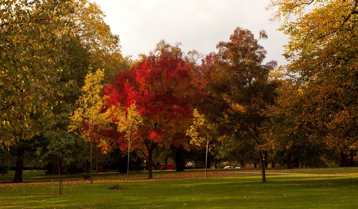 Autumn trees in a park with a green lawn