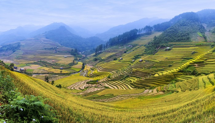 Terraced Rice Fields in Mountains