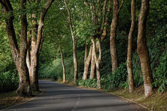 Road lined with trees in Azores, Portugal
