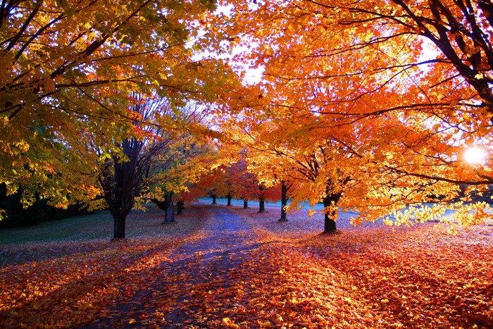 Autumn trees with colorful foliage and fallen leaves