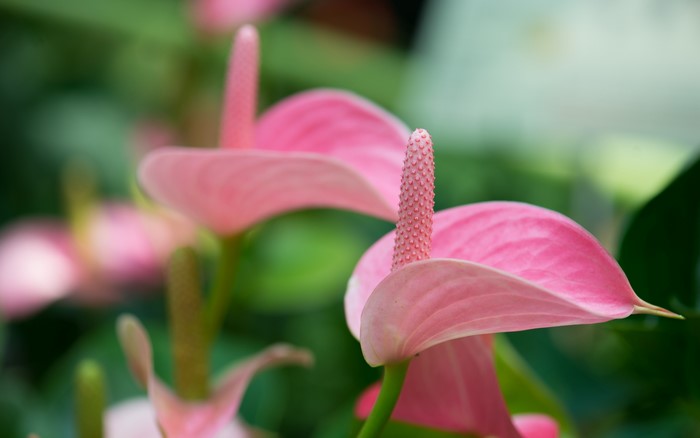 Pink Anthurium Flowers Close-up