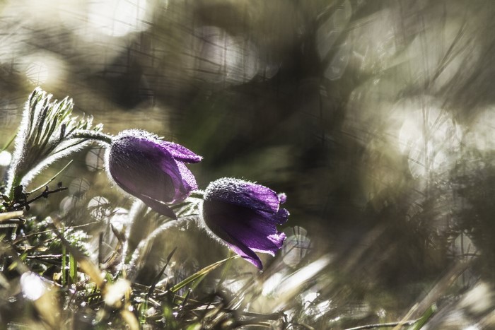 Purple Pasqueflowers with Dewdrops in Sunlight