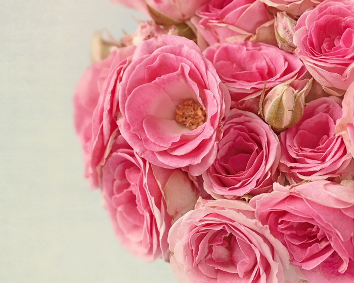 Close-up of pink roses