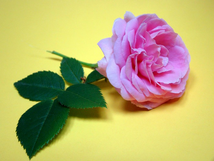 Pink rose with green leaves on yellow background