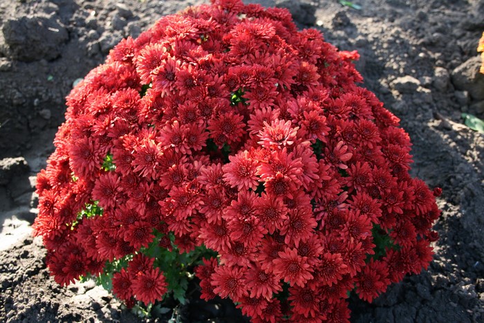 A bush of wine-colored chrysanthemums in soil