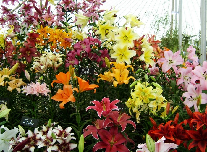 A colorful display of various lilies