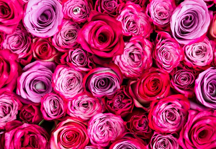 A close-up view of many pink and purple roses.