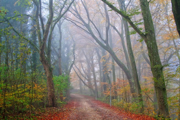 Autumn forest path in fog