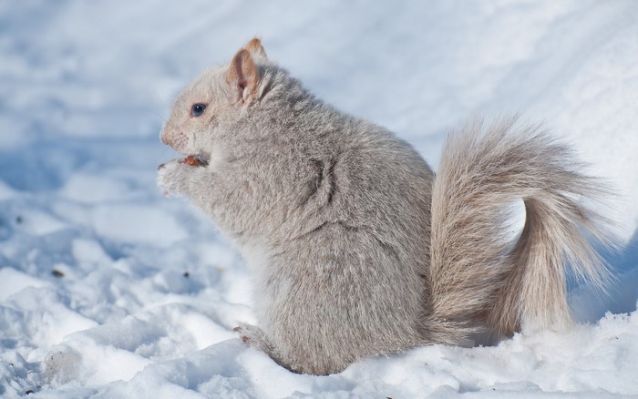 Albino squirrel eating a nut in the snow