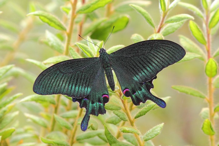 Close-up of a dark green butterfly with blue and pink markings on green foliage
