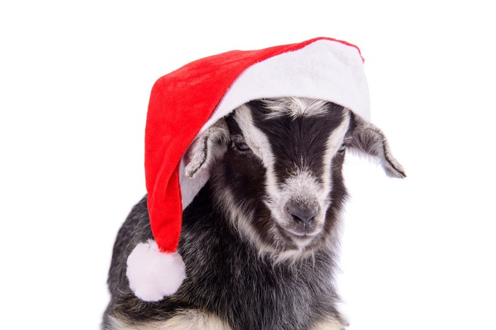 Goat wearing a Santa hat