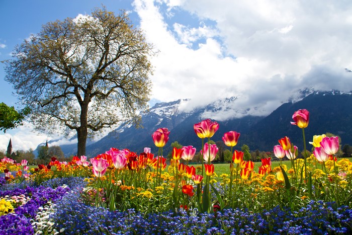 Mountains and Tulips in the Alps