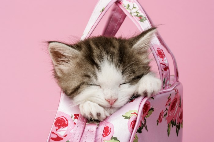 Kitten sleeping in a floral bag