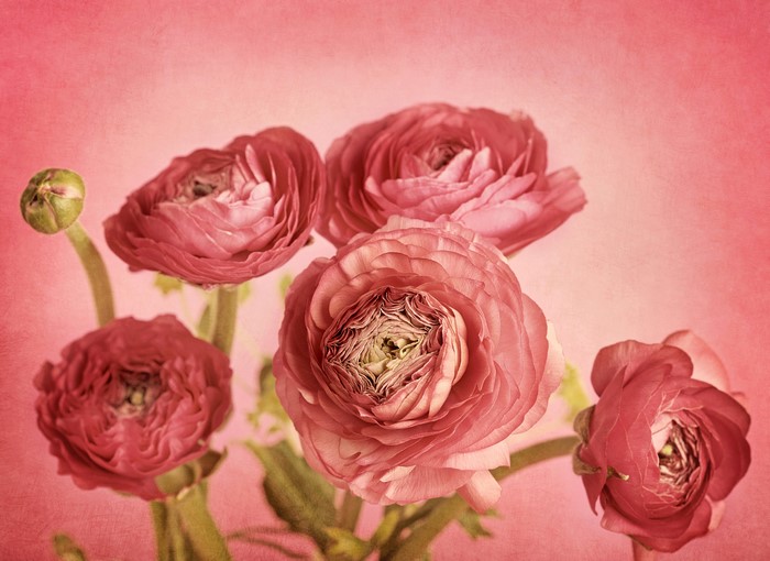 4K Ranunculus flowers with a bud