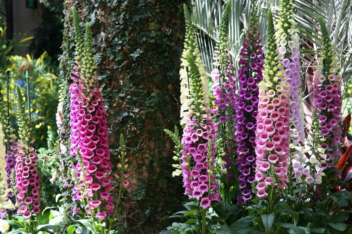 Foxgloves in a garden setting
