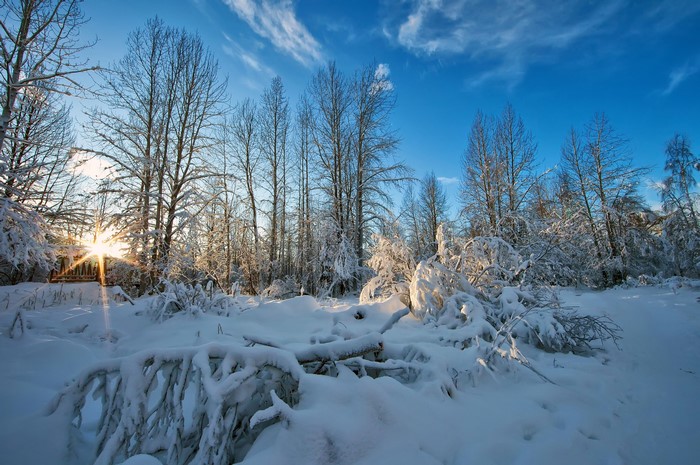 Winter forest with sun rays through snow-covered trees