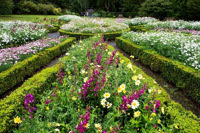 Dunvegan Castle Gardens, Scotland with Digitalis and Camomiles