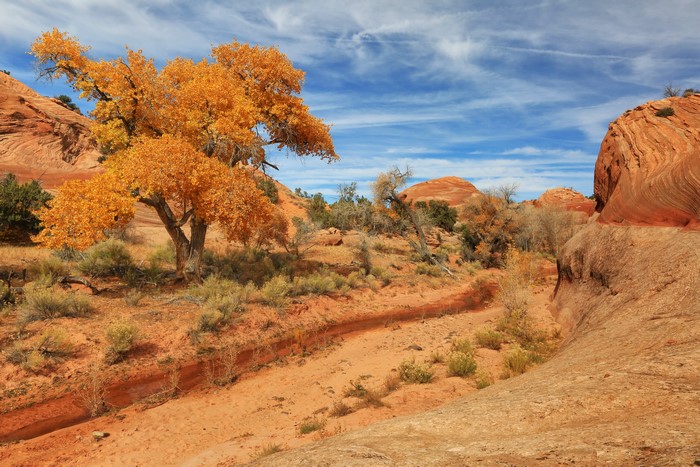Autumn tree in a desert landscape with sandstone formations