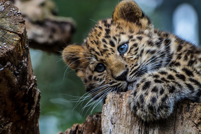 Leopard cub resting on a tree stump