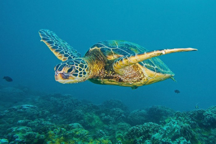 Green sea turtle swimming over coral reef