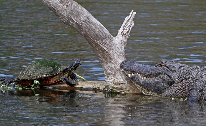 Turtle and alligator near a dead tree trunk in water