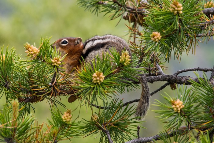 Chipmunk on a pine tree branch
