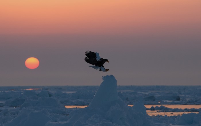 Eagle landing on ice floe at sunset