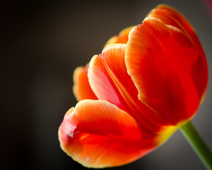 Close-up of a red and yellow tulip