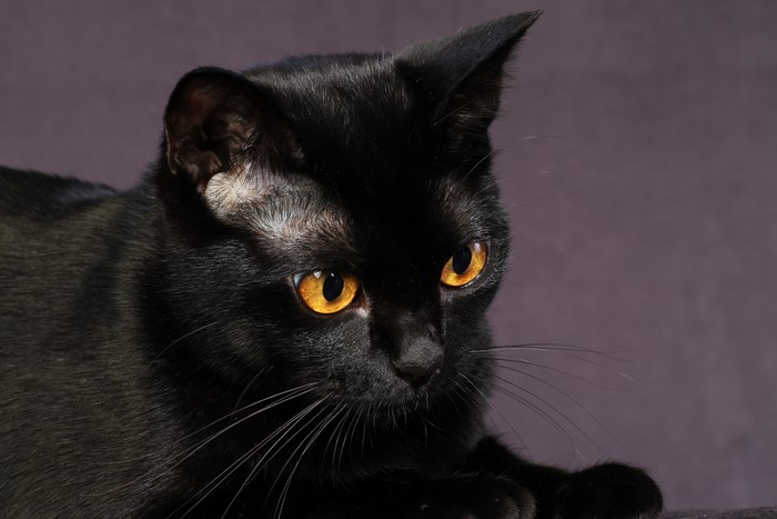 Black Cat with Orange Eyes