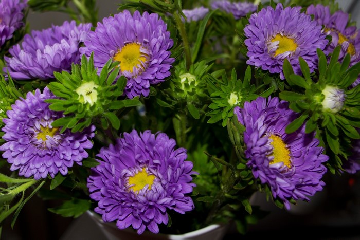 Purple Asters with Yellow Centers